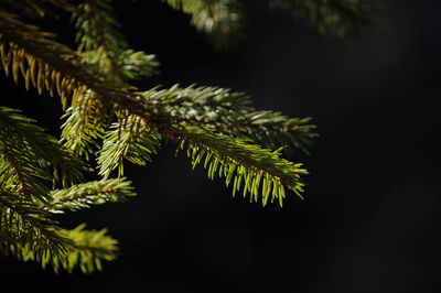 Close-up of pine tree