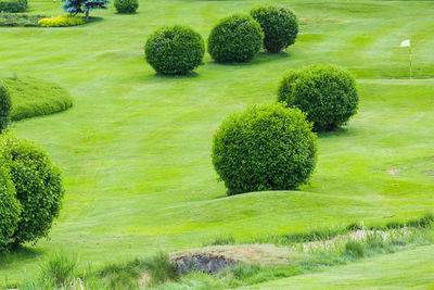 Fresh green plants in garden