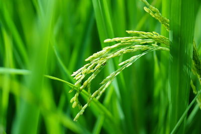Close-up of crop growing on field