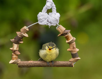 Close-up of bird perching on wood