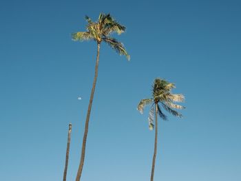 Low angle view of palm tree against blue sky