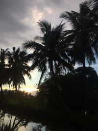 Low angle view of palm trees against sky