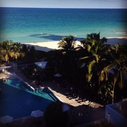 High angle view of palm trees on beach