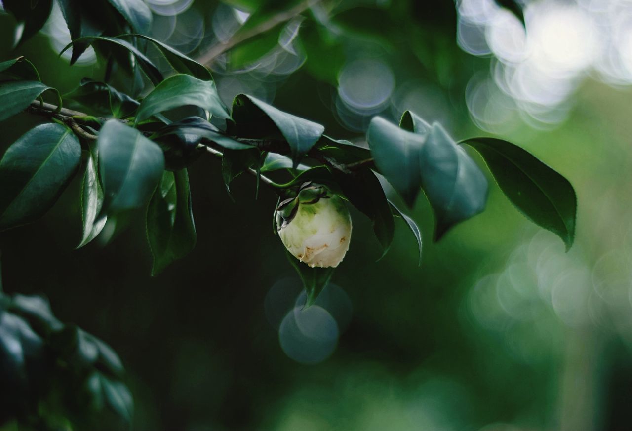 growth, freshness, flower, close-up, fragility, beauty in nature, bud, nature, plant, focus on foreground, leaf, petal, selective focus, white color, stem, new life, flower head, blooming, day, blossom