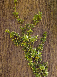 Close-up of ivy growing on tree trunk