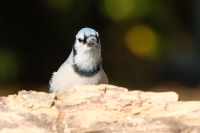 Close-up of bird perching on rock