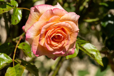 Close-up of pink rose