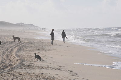 Two dogs on beach