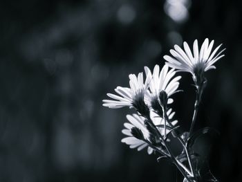 Close-up of white flowering plant