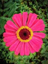 Close-up of pink flower