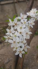 Close-up of white flowers blooming on tree