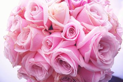 Close-up of pink rose