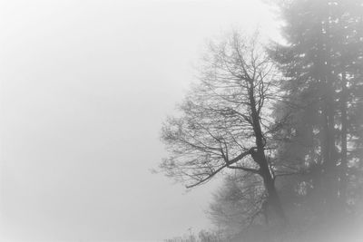 Low angle view of bare tree against sky