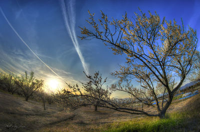 Low angle view of trees on landscape against sky
