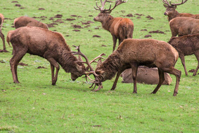 Deer in a field rutting 