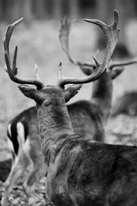 Close-up of deer