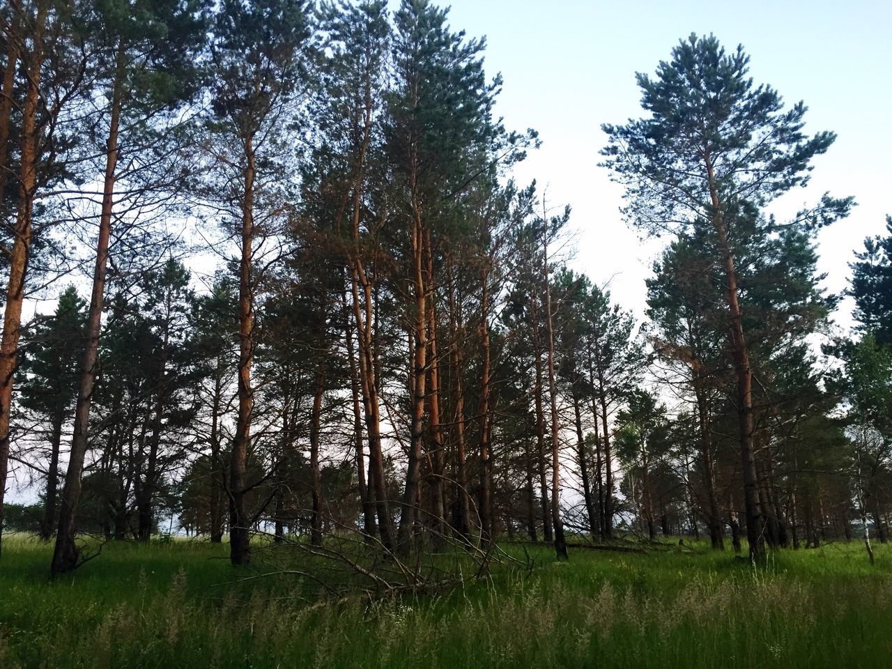 tree, grass, tranquility, tranquil scene, growth, clear sky, landscape, beauty in nature, field, scenics, green color, nature, tree trunk, grassy, non-urban scene, sky, forest, idyllic, day, no people