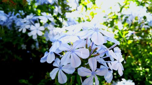 Close-up of white flowers