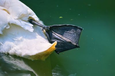 High angle view of a bird in a water