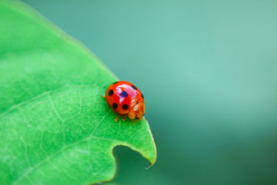 Close-up of ladybug on leaf