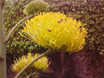 Close-up of yellow flowers