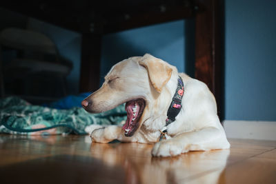 Close-up of dog lying down on floor at home