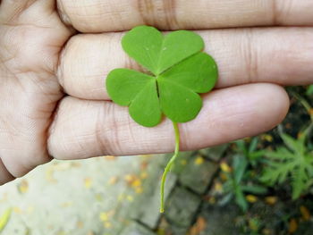 Close-up of hand holding leaves