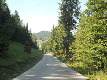 Footpath amidst trees