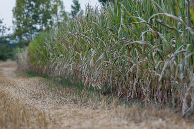 Plants growing on field