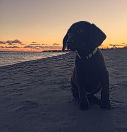 Woman standing on beach at sunset