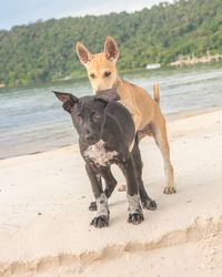 Portrait of a dog on beach