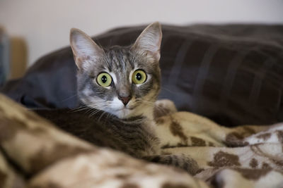 Close-up portrait of cat relaxing on sofa at home