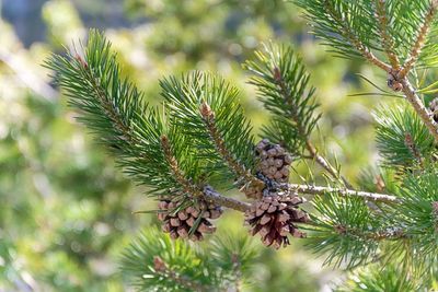 Close-up of pine tree