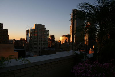 Trees in city at sunset