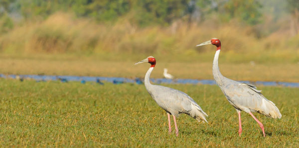 Birds on a field