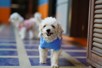 Portrait of white dog