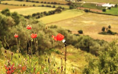 Close up of poppy blooming in field