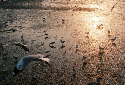 High angle view of birds on sand