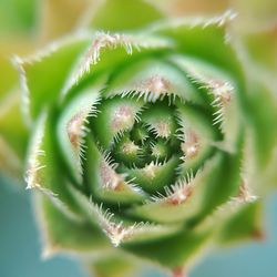 Close-up of succulent plant