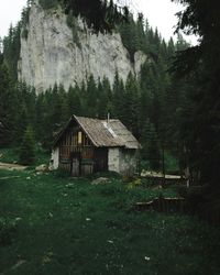 House amidst trees and plants in forest