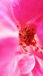 Close-up of insect on pink flower