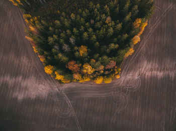 Aerial view of trees growing by land