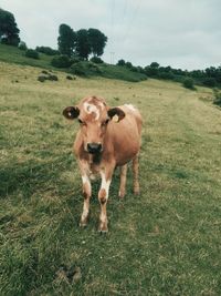 Portrait of brown cow on field