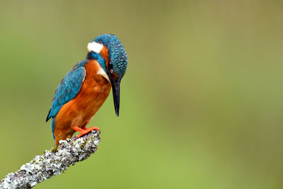 Close-up of bird perching on branch