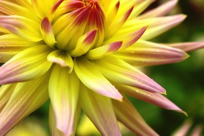 Close-up of yellow flower blooming outdoors