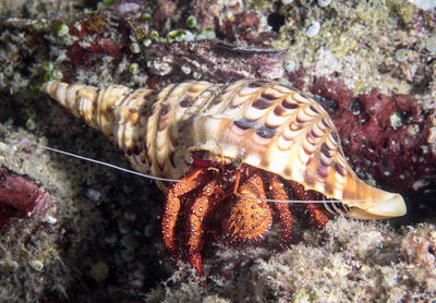 Close-up of a turtle in the sea