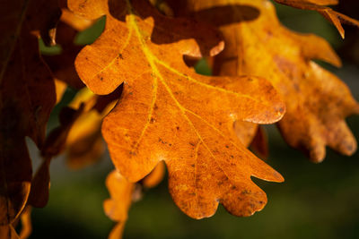 Close-up of maple leaves on plant