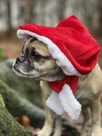 Close-up of a dog