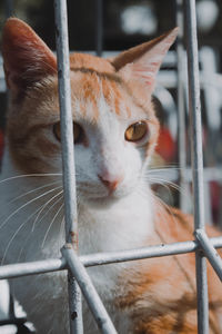 Close-up of a cat in cage