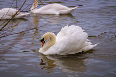 Swan swimming in lake